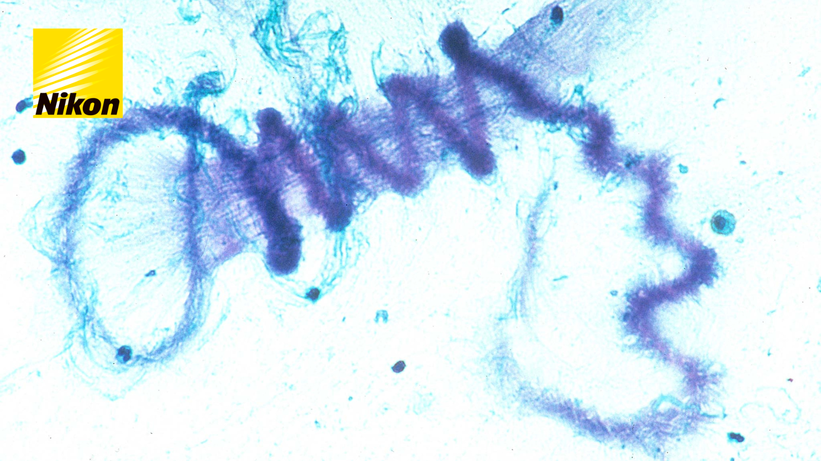 Nikon Microscopes for microbiology and biochemistry diagnostics